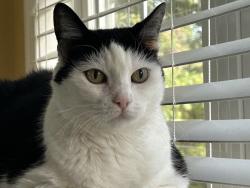 Lost Female Cat last seen LBI National Golf Course, Little Egg Harbor Township, NJ 08087