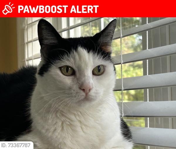 Lost Female Cat last seen LBI National Golf Course, Little Egg Harbor Township, NJ 08087