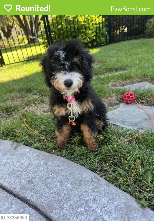 Reunited Female Dog last seen Columbia street ext, Cohoes, NY 12047