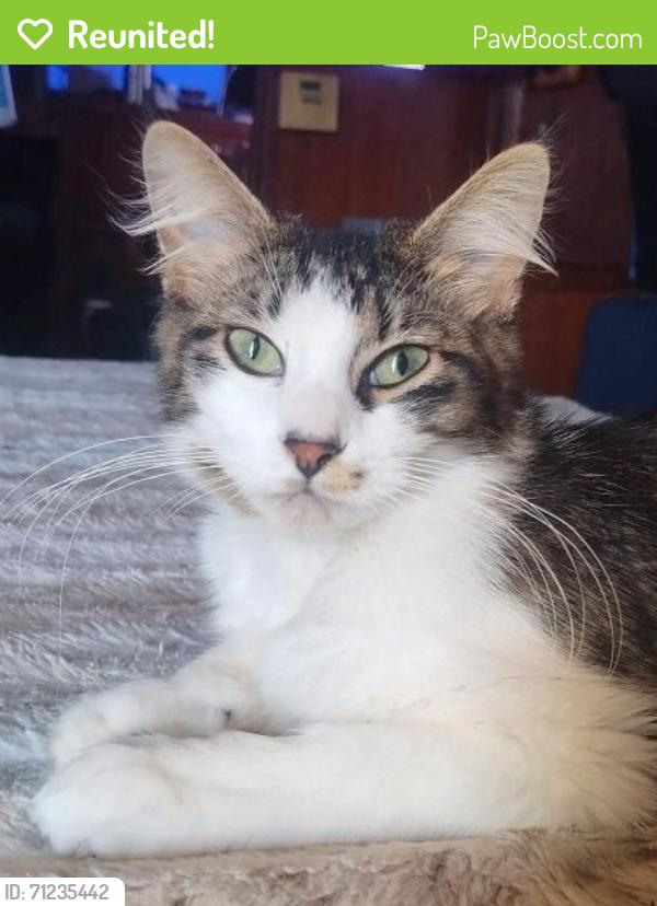 Reunited Female Cat last seen Waterford Harbor Marina, Kemah, TX 77565