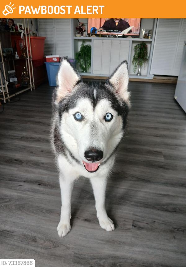 Found/Stray Female Dog last seen Dalia dr. And Snapdragon ct, Buena Ventura Lakes, FL 34743