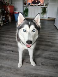 Found/Stray Female Dog last seen Dalia dr. And Snapdragon ct, Buena Ventura Lakes, FL 34743