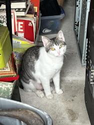 Lost Female Cat last seen St Mary Magdalene Catholic Church, Tyler, TX 75703