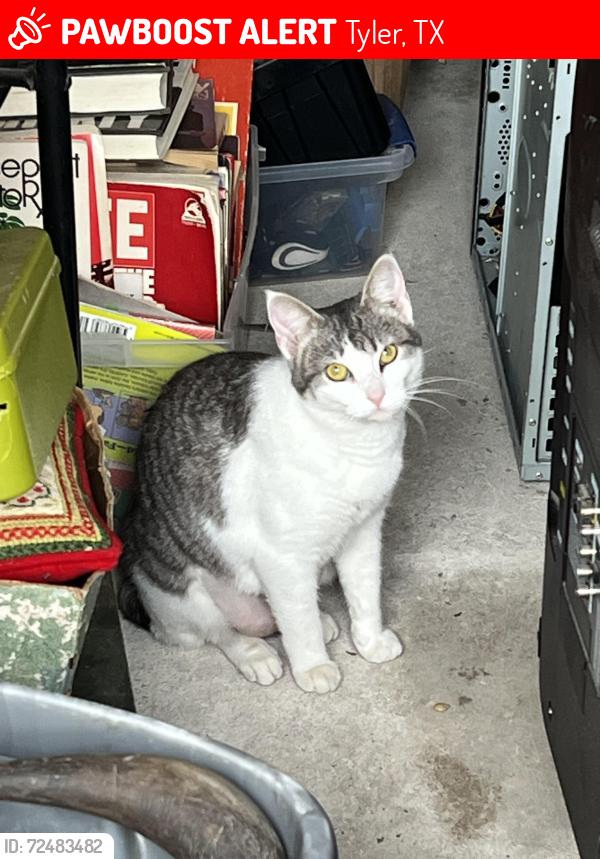 Lost Female Cat last seen St Mary Magdalene Catholic Church, Tyler, TX 75703