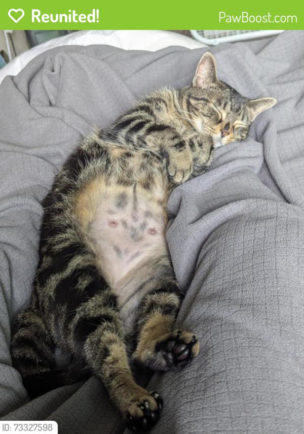 Reunited Female Cat last seen Harrison Ave & Kenyon St, Olympia, WA 98502