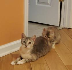 Shelter Stray Female Cat last seen Near Angie Dr, Tucker, GA 30084, 30084, GA, 3280 Chamblee Dunwoody Rd, Chamblee, GA 30341, USA