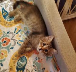 Shelter Stray Male Cat last seen Near Angie Dr, Tucker, GA 30084, 30084, GA, 3280 Chamblee Dunwoody Rd, Chamblee, GA 30341, USA