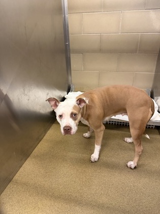 Shelter Stray Female Dog last seen Wheatland and Cedar RIdge, Duncanville, TX, 1150 E Pleasant Run Rd, Cedar Hill, TX 75104, USA