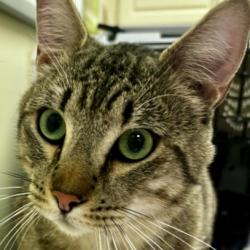 Shelter Stray Male Cat last seen Near Lafayette Rd Burlington 98233, Skagit County, WA, 18911 Kelleher Rd, Burlington, WA 98233, USA