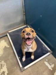 Shelter Stray Female Dog last seen Near Woodway Dr, South District, TX, 355 Hillshire Dr, Haslet, TX 76052, USA