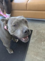 Shelter Stray Female Dog last seen , , TX, 355 Hillshire Dr, Haslet, TX 76052, USA