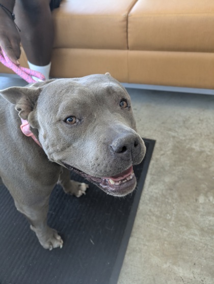 Shelter Stray Female Dog last seen , , TX, 355 Hillshire Dr, Haslet, TX 76052, USA