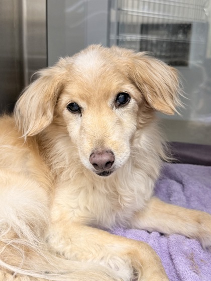 Shelter Stray Female Dog last seen Near Pratum Way, North District, TX, 355 Hillshire Dr, Haslet, TX 76052, USA