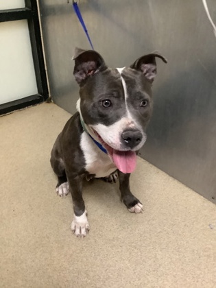 Shelter Stray Female Dog last seen Near West Fwy, West District, TX, 355 Hillshire Dr, Haslet, TX 76052, USA