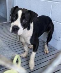 Shelter Stray Female Dog last seen Near NC HWY 43, Vanceboro, NC, 1639 Old Airport Rd, New Bern, NC 28562, USA