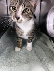 Shelter Stray Male Cat last seen Walker Road, New Bern, NC, 1639 Old Airport Rd, New Bern, NC 28562, USA