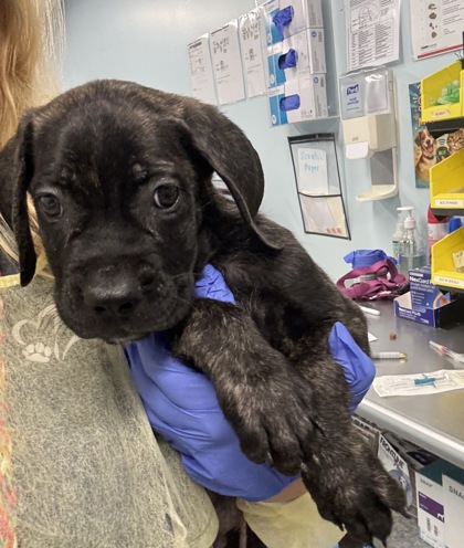 Shelter Stray Male Dog last seen WHITE ROCK RD at EVADNA DR, Rancho Cordova, CA, 6201 Florin Perkins Rd, Sacramento, CA 95828, USA