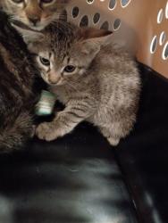 Shelter Stray Female Cat last seen Near Wellington St, Atlanta, GA, 1251 Fulton Industrial Blvd NW, Atlanta, GA 30336, USA