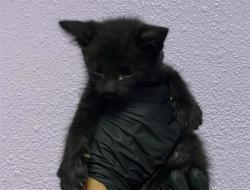 Shelter Stray Male Cat last seen Near Mt. Hood Dr, CITY of El Paso, TX, 5001 Fred Wilson Ave, El Paso, TX 79906, USA