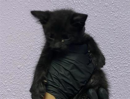 Shelter Stray Male Cat last seen Near Mt. Hood Dr, CITY of El Paso, TX, 5001 Fred Wilson Ave, El Paso, TX 79906, USA