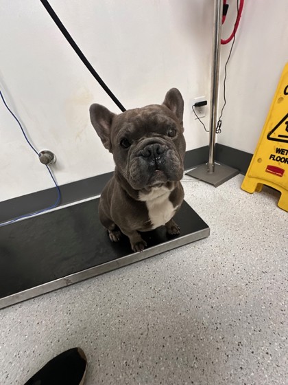 Shelter Stray Male Dog last seen Dowling Street, Oakland,, 1101 29th Ave, Oakland, CA 94601, USA