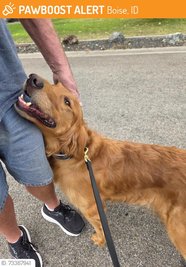 Found/Stray Female Dog last seen Maple Grove, Boise, ID 83709