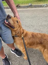 Found/Stray Female Dog last seen Maple Grove, Boise, ID 83709