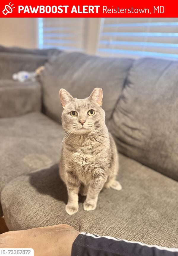 Lost Female Cat last seen Bible fellowship church, Reisterstown, MD 21136