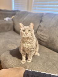Lost Female Cat last seen Bible fellowship church, Reisterstown, MD 21136