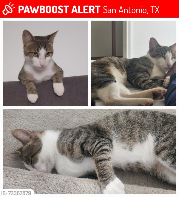 Lost Male Cat last seen Cinnamon Hill and Kenton Briar, San Antonio, TX 78240
