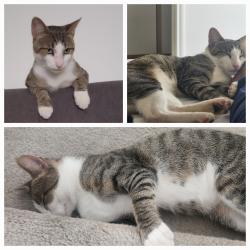 Lost Male Cat last seen Cinnamon Hill and Kenton Briar, San Antonio, TX 78240