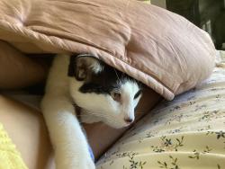 Lost Female Cat last seen Hardy and Guadalupe, Tempe, AZ 85283