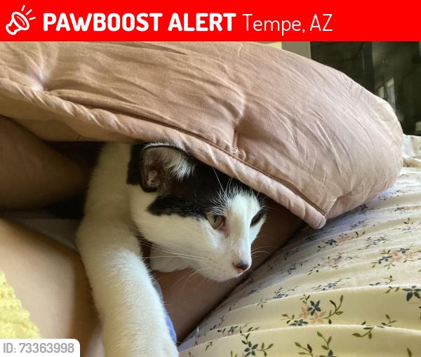 Lost Female Cat last seen Hardy and Guadalupe, Tempe, AZ 85283