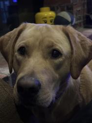 Lost Male Dog last seen Houston and aspen ave, Broken Arrow, OK 74012