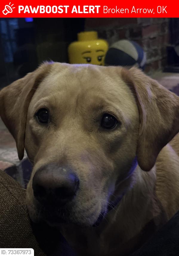 Lost Male Dog last seen Houston and aspen ave, Broken Arrow, OK 74012