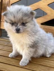 Lost Female Dog last seen La habra blvd, La Habra, CA 90631