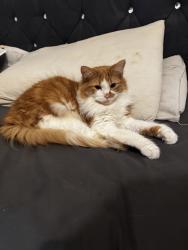Lost Male Cat last seen Big tesco, Great Harwood, England BB6 7AT