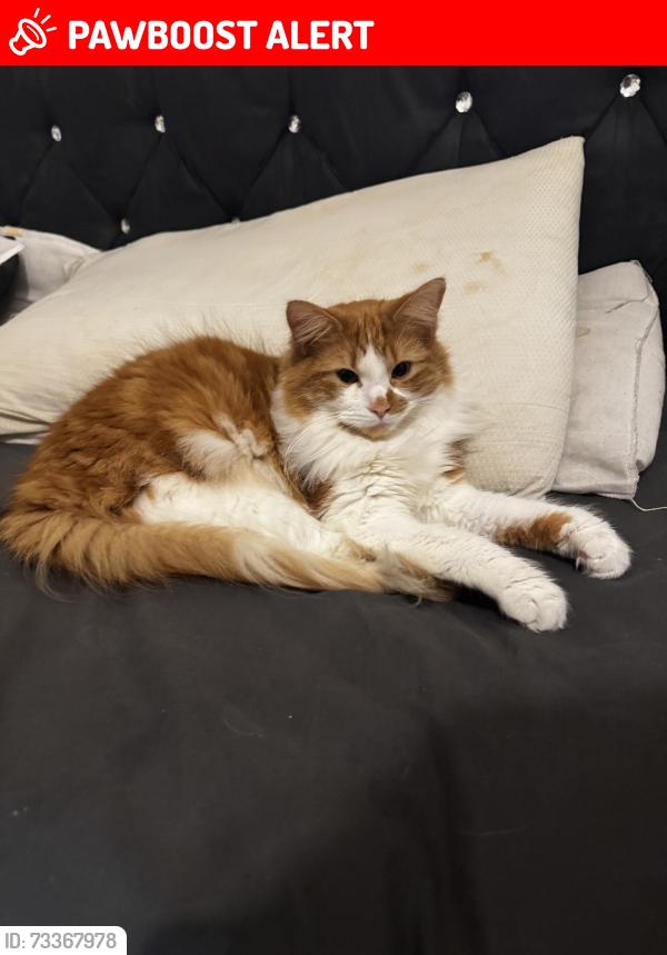 Lost Male Cat last seen Big tesco, Great Harwood, England BB6 7AT