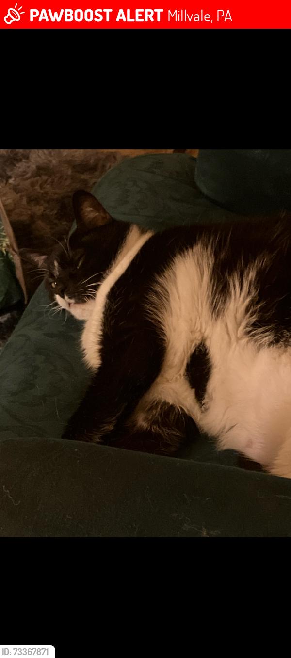 Lost Female Cat last seen Near North Avenue, Millvale, PA 15209