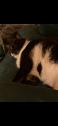 Lost Female Cat last seen Near North Avenue, Millvale, PA 15209