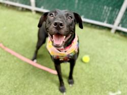 Shelter Stray Female Dog last seen Near W 24th Street, NEW YORK, NY, 10011, 326 E 110th St, New York, NY 10029, USA