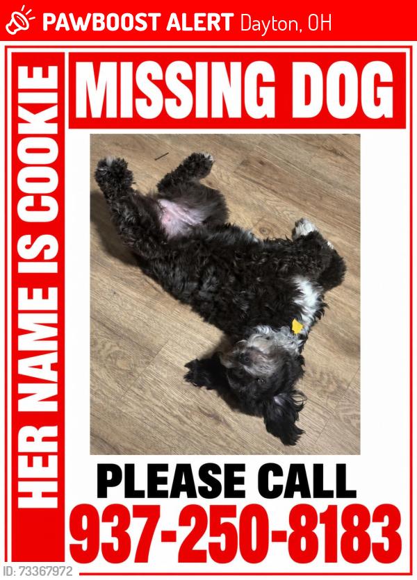 Lost Female Dog last seen 5th street, Dayton, OH 45403