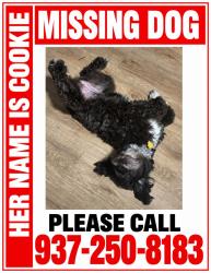 Lost Female Dog last seen 5th street, Dayton, OH 45403