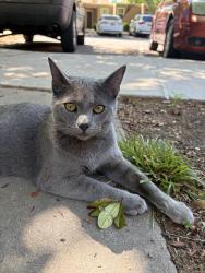 Lost Male Cat last seen Mountain rd, & Lulac Ave, Albuquerque, NM 87104