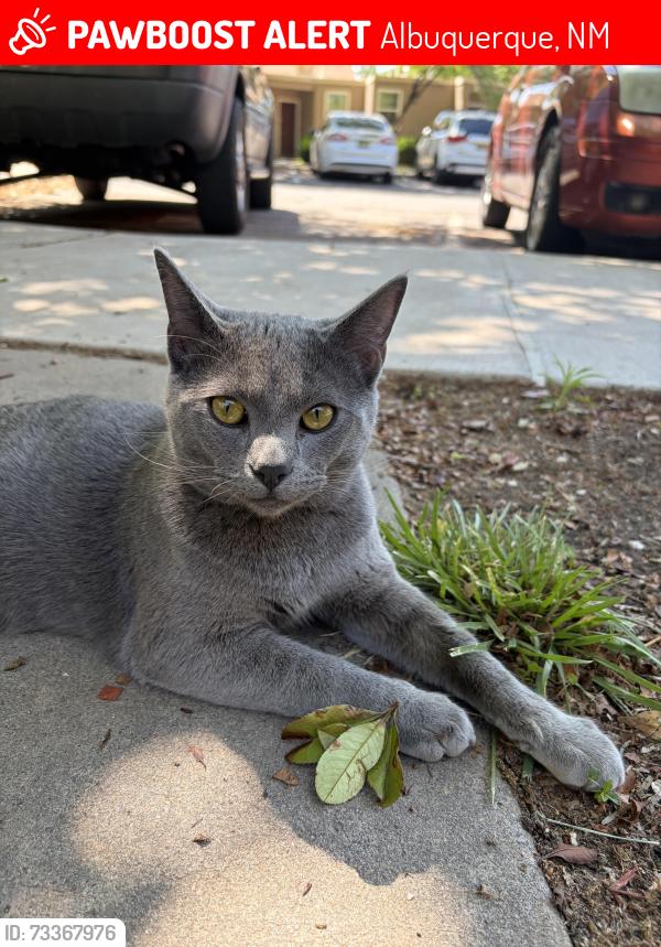 Lost Male Cat last seen Mountain rd, & Lulac Ave, Albuquerque, NM 87104