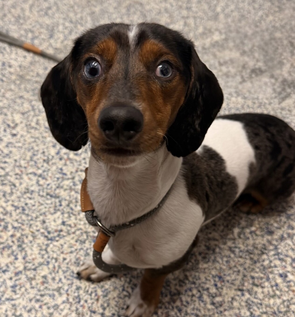Shelter Stray Male Dog last seen Near W 44th Avenue, Wheat Ridge, CO, 80033, 580 McIntyre St, Golden, CO 80401, USA