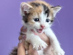 Shelter Stray Female Cat last seen Near S Jeremy Street, SALT LAKE CITY, UT, 84104, 511 W 3900 S, Salt Lake City, UT 84123, USA