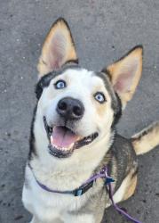 Shelter Stray Male Dog last seen Near N 2nd Street, El Cajon, CA, 92021, El Cajon, CA 92020, USA