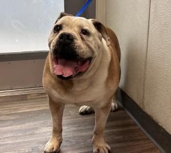Shelter Stray Male Dog last seen Near Sawelle Avenue, San Diego, CA, 92114, 5500 Gaines St, San Diego, CA 92110, USA