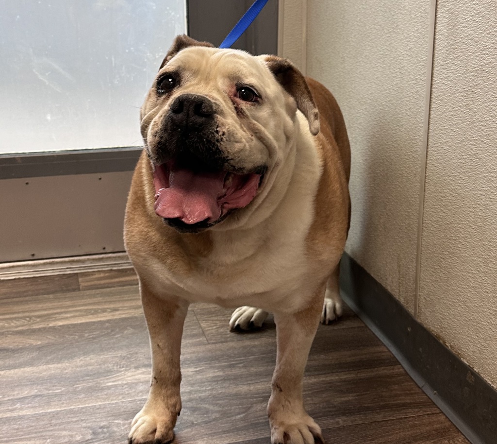 Shelter Stray Male Dog last seen Near Sawelle Avenue, San Diego, CA, 92114, 5500 Gaines St, San Diego, CA 92110, USA